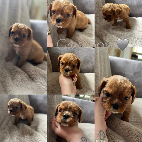 Cavalier King Charles Spaniel - Both