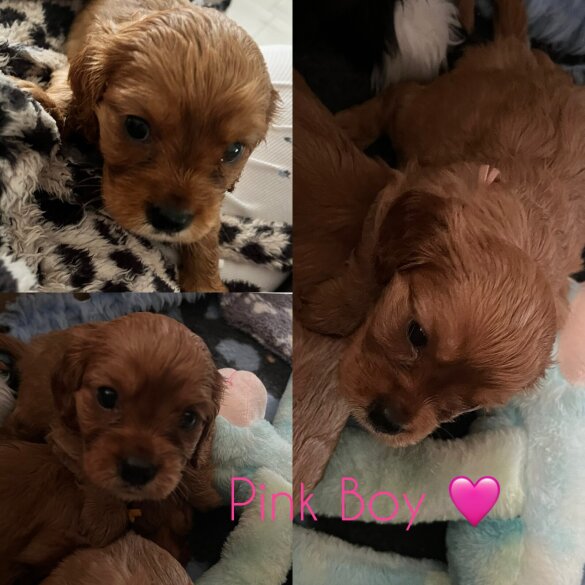 Cavalier King Charles Spaniel - Both