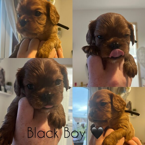 Cavalier King Charles Spaniel - Both
