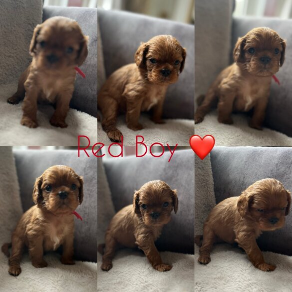 Cavalier King Charles Spaniel - Both