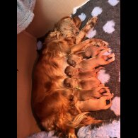 Cavalier King Charles Spaniel - Both