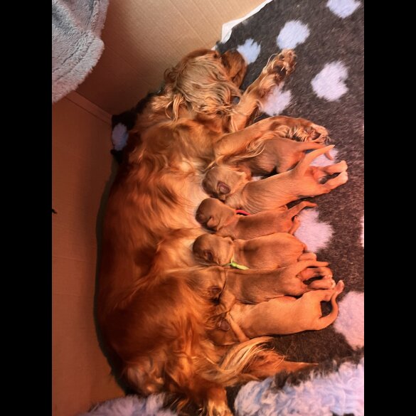 Cavalier King Charles Spaniel - Both