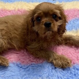 Cavalier King Charles Spaniel - Both