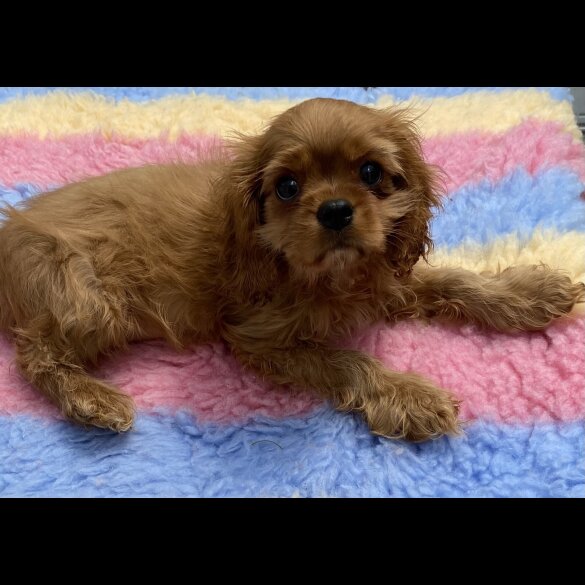 Cavalier King Charles Spaniel - Both