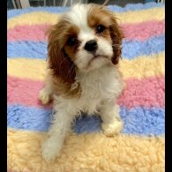 Cavalier King Charles Spaniel - Both