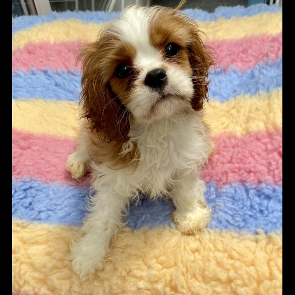 Cavalier King Charles Spaniel - Both