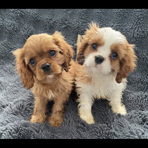 Cavalier King Charles Spaniel - Both