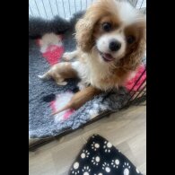 Cavalier King Charles Spaniel - Both