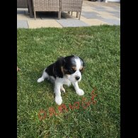 Cavalier King Charles Spaniel - Dogs