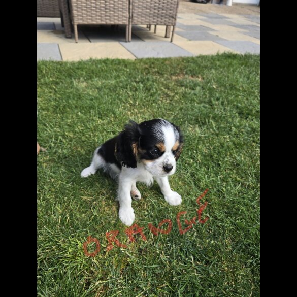 Cavalier King Charles Spaniel - Dogs