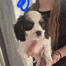 Cavalier King Charles Spaniel - Dogs