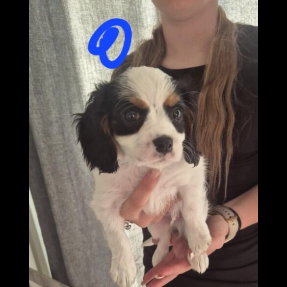 Cavalier King Charles Spaniel - Dogs