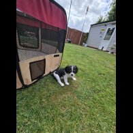 Cavalier King Charles Spaniel - Dogs