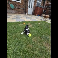 Cavalier King Charles Spaniel - Dogs