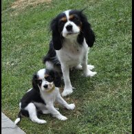 Cavalier King Charles Spaniel - Dogs