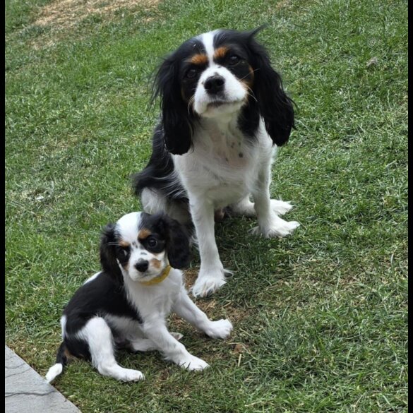 Cavalier King Charles Spaniel - Dogs
