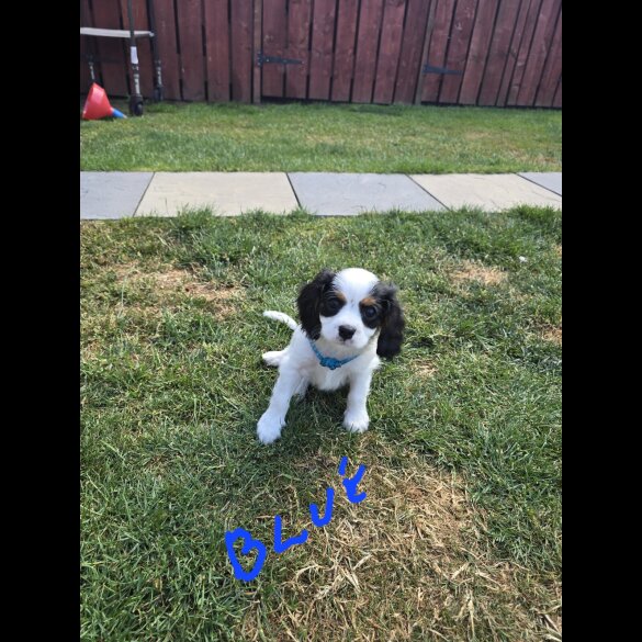 Cavalier King Charles Spaniel - Dogs