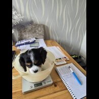 Cavalier King Charles Spaniel - Dogs