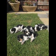 Cavalier King Charles Spaniel - Dogs