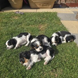 Cavalier King Charles Spaniel - Dogs