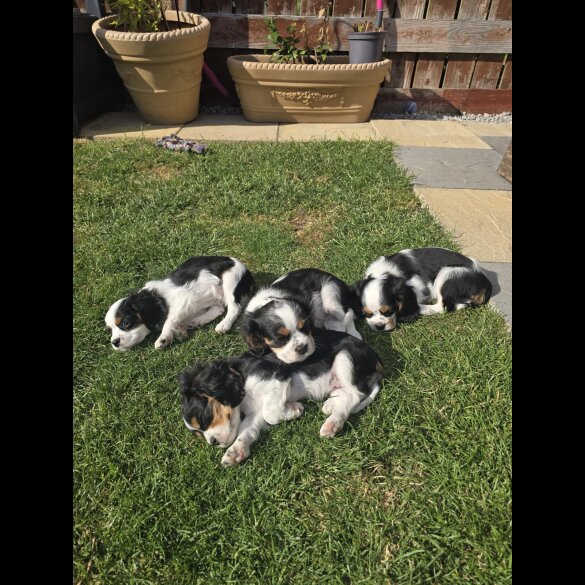 Cavalier King Charles Spaniel - Dogs