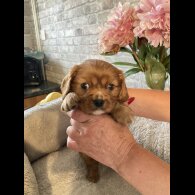 Cavalier King Charles Spaniel - Both