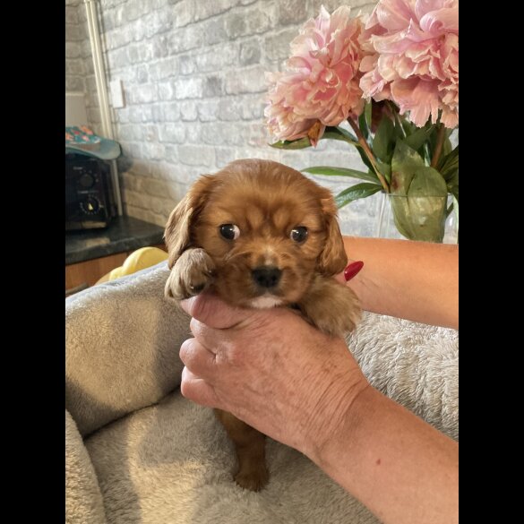 Cavalier King Charles Spaniel - Both