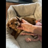 Cavalier King Charles Spaniel - Both