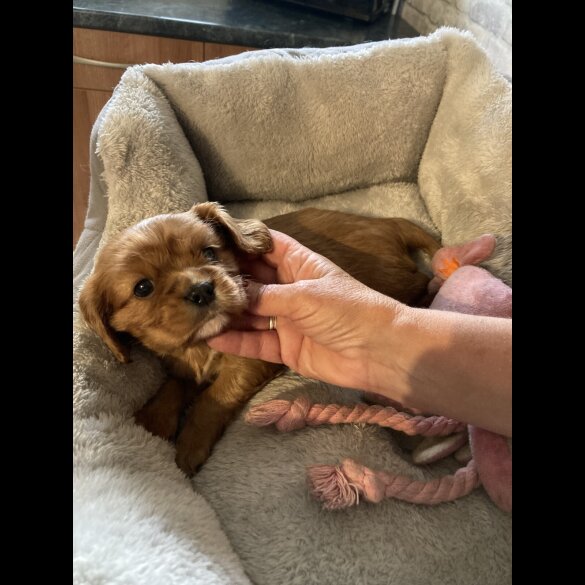 Cavalier King Charles Spaniel - Both