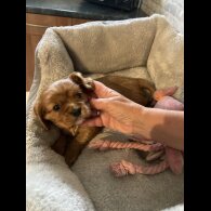 Cavalier King Charles Spaniel - Both