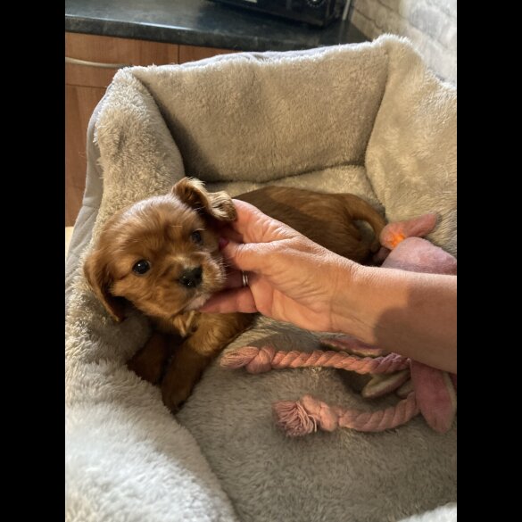 Cavalier King Charles Spaniel - Both