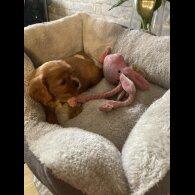 Cavalier King Charles Spaniel - Both