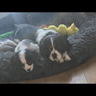 Cavalier King Charles Spaniel - Dogs