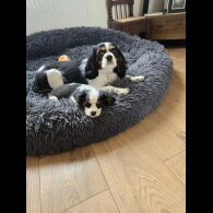 Cavalier King Charles Spaniel - Dogs