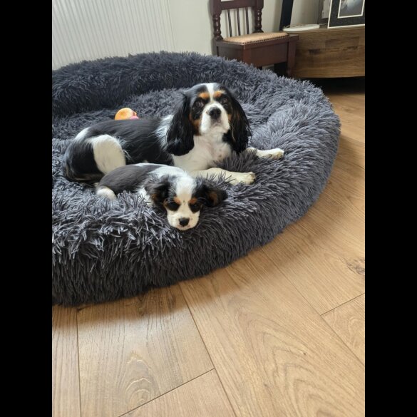 Cavalier King Charles Spaniel - Dogs