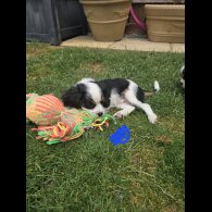 Cavalier King Charles Spaniel - Dogs