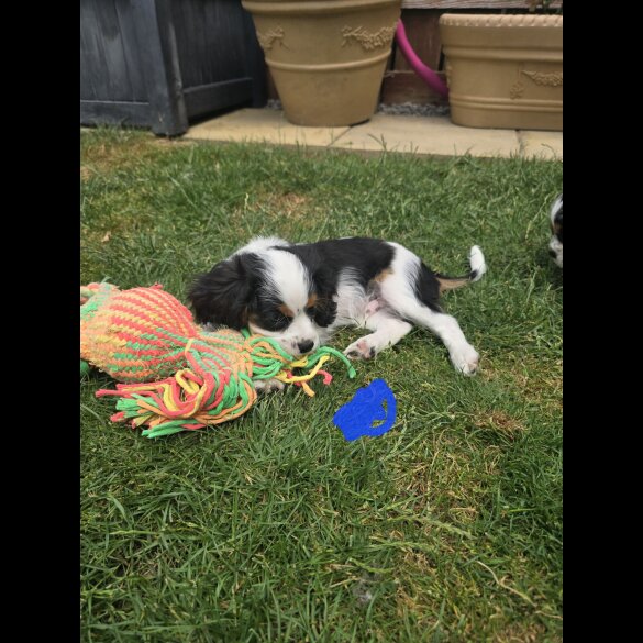 Cavalier King Charles Spaniel - Dogs