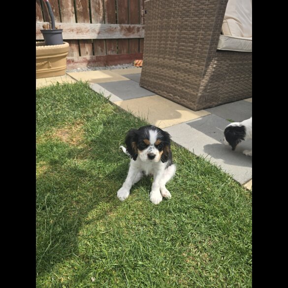 Cavalier King Charles Spaniel - Dogs