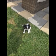 Cavalier King Charles Spaniel - Dogs