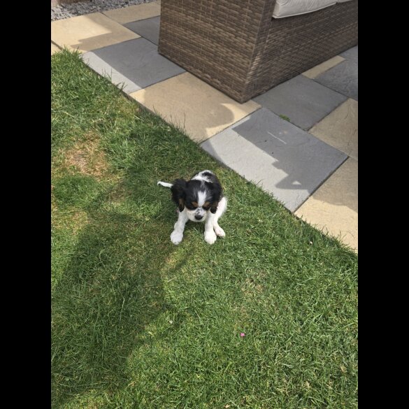 Cavalier King Charles Spaniel - Dogs