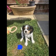 Cavalier King Charles Spaniel - Dogs