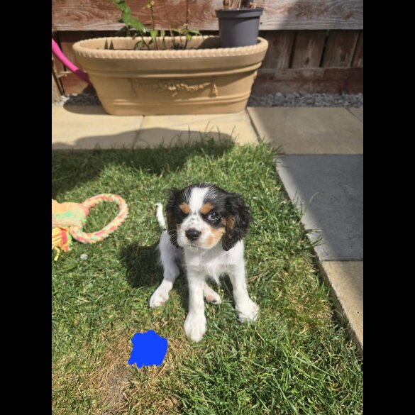 Cavalier King Charles Spaniel - Dogs