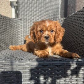 Cavalier King Charles Spaniel - Both