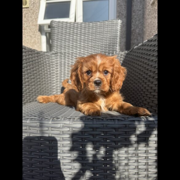 Cavalier King Charles Spaniel - Both
