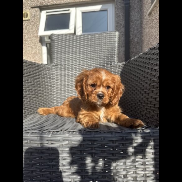 Cavalier King Charles Spaniel - Both