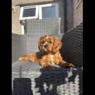 Cavalier King Charles Spaniel - Both