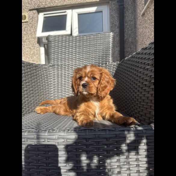 Cavalier King Charles Spaniel - Both