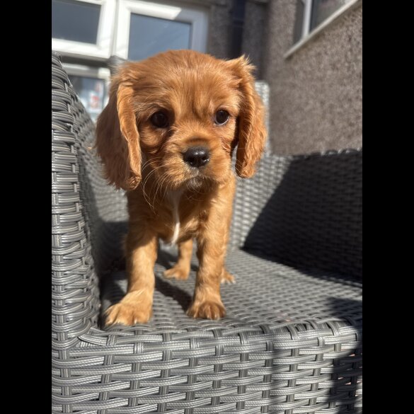 Cavalier King Charles Spaniel - Both