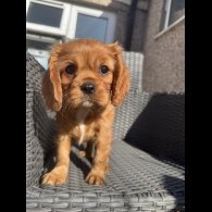 Cavalier King Charles Spaniel - Both