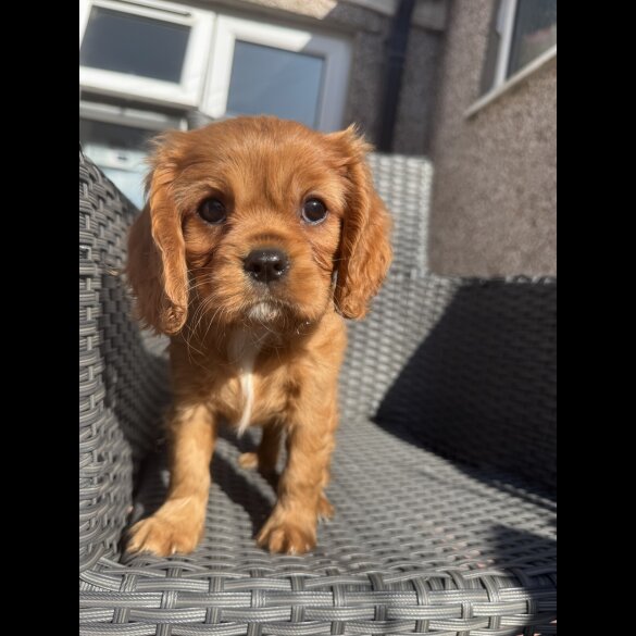 Cavalier King Charles Spaniel - Both
